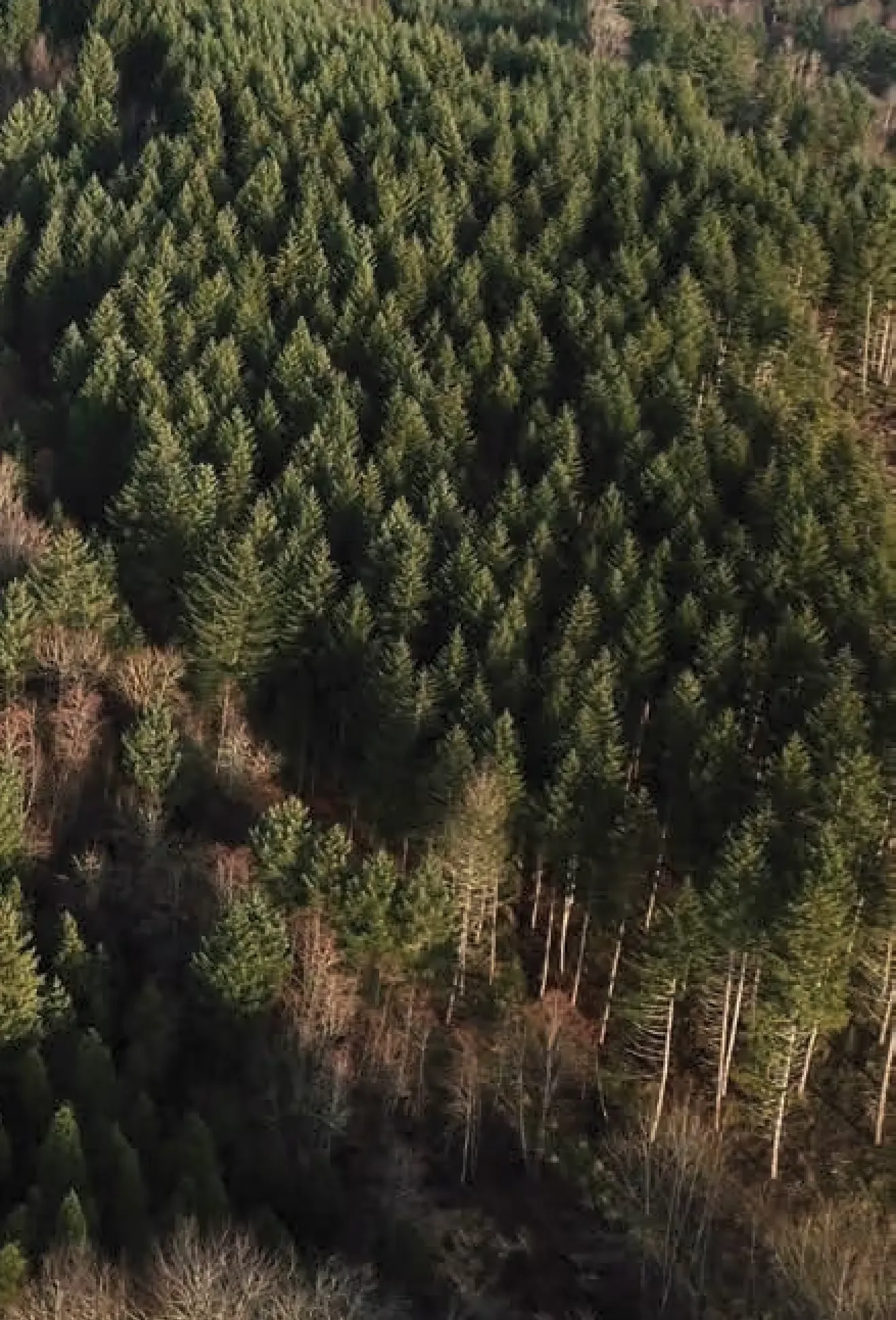 AFF-Arbor-House-Tree-Farm
