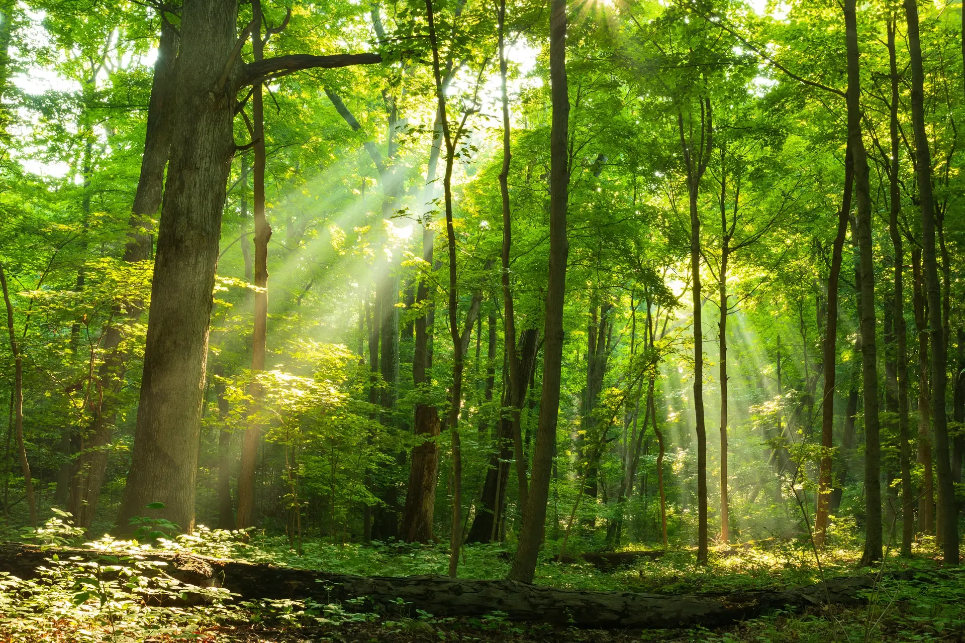 Ohio Forests