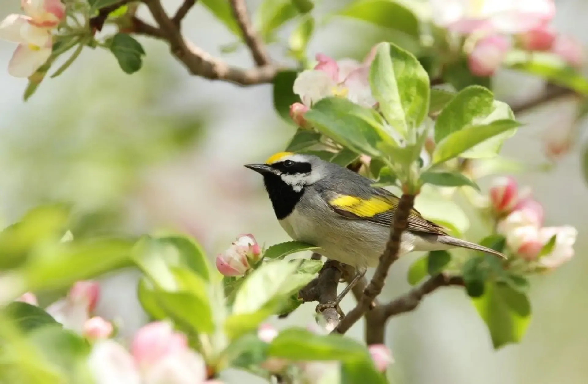 Northeast bird-Shutterstock