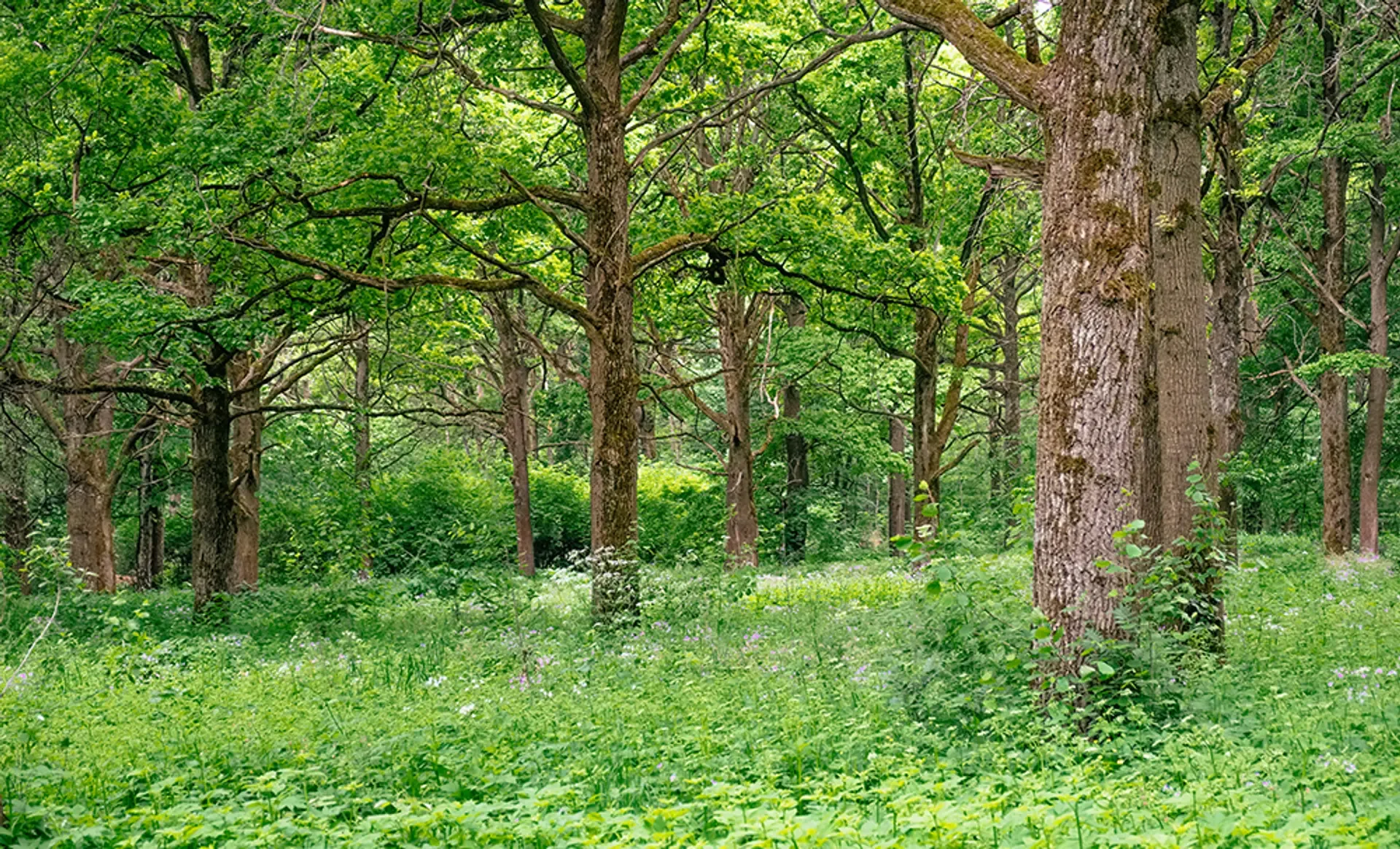 Oak Forest