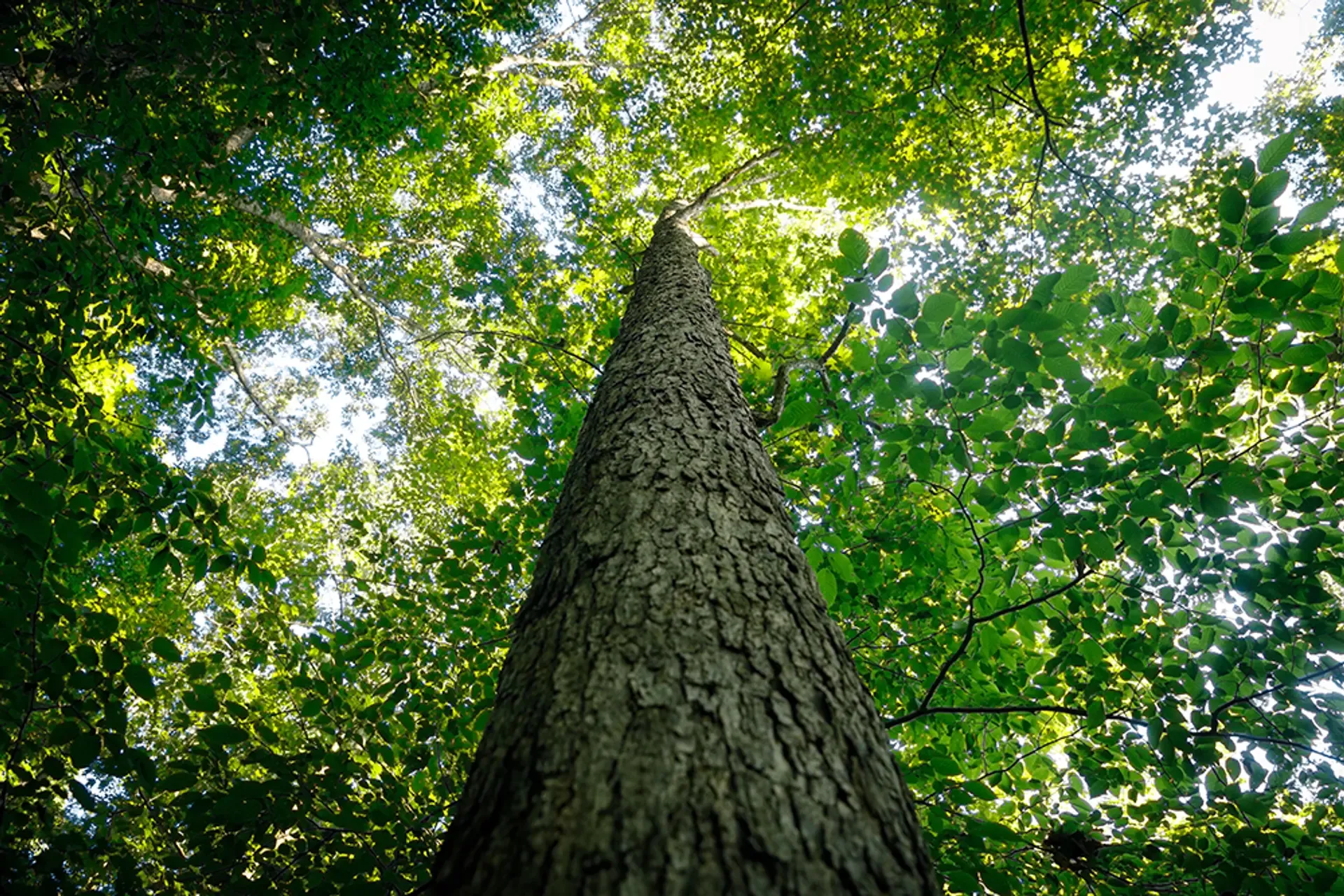 White oak tree