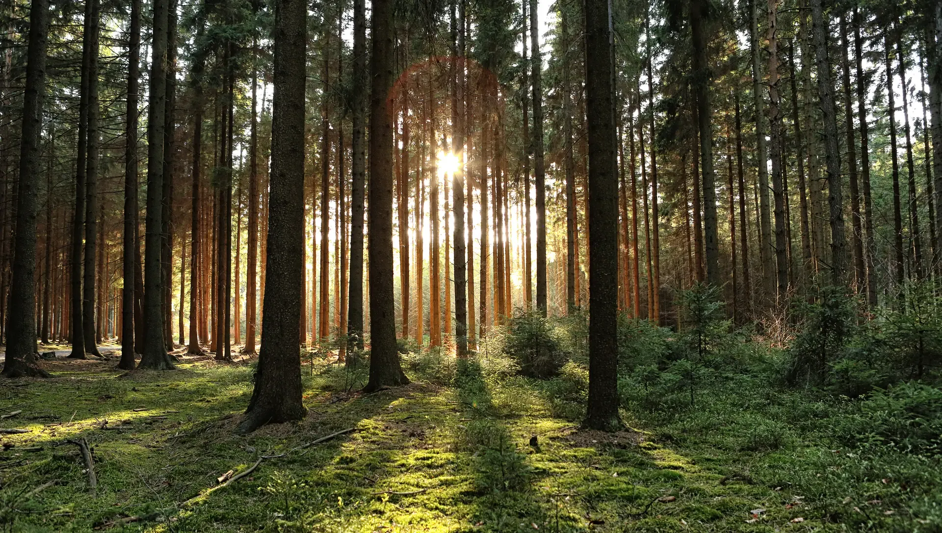 ICVCM Release Through the Forest
