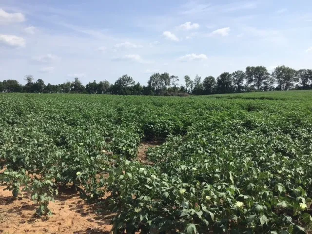 Wade Rabun Land Image