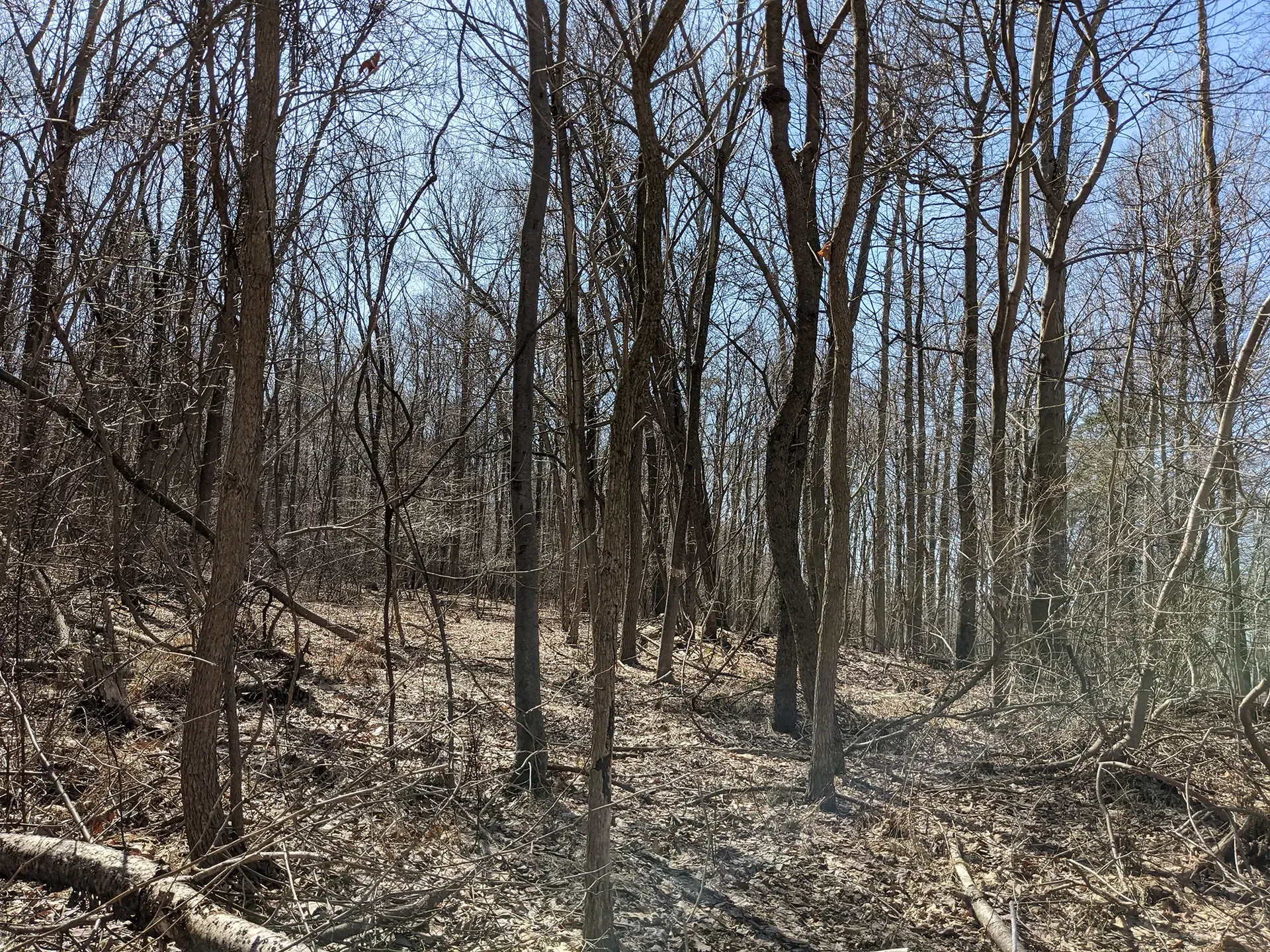 Hartman Sisters (PA, landowners)-forest