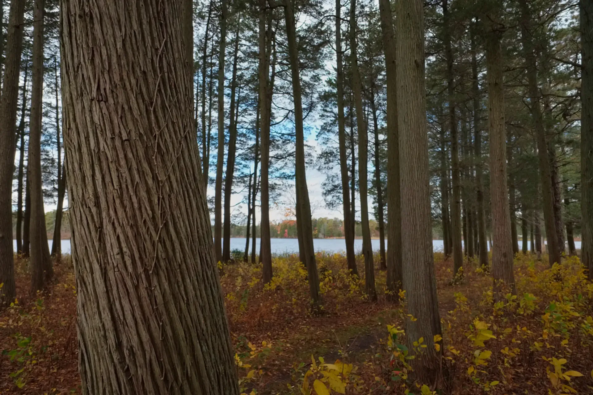 Wine pine in NJ