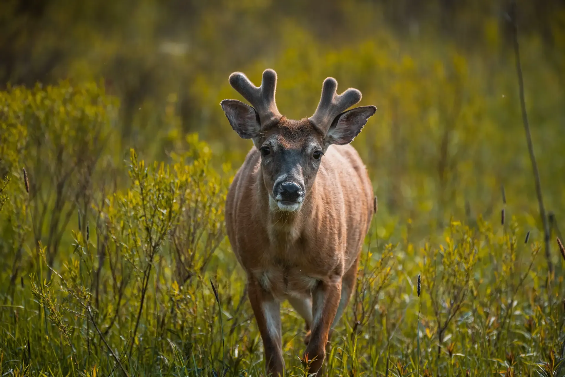 White Tail Deer 2