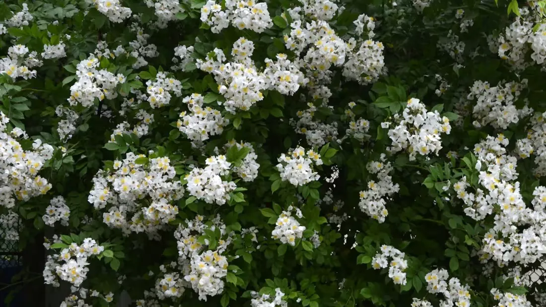 AFF-CA-Invasive-Multiflora-Rose