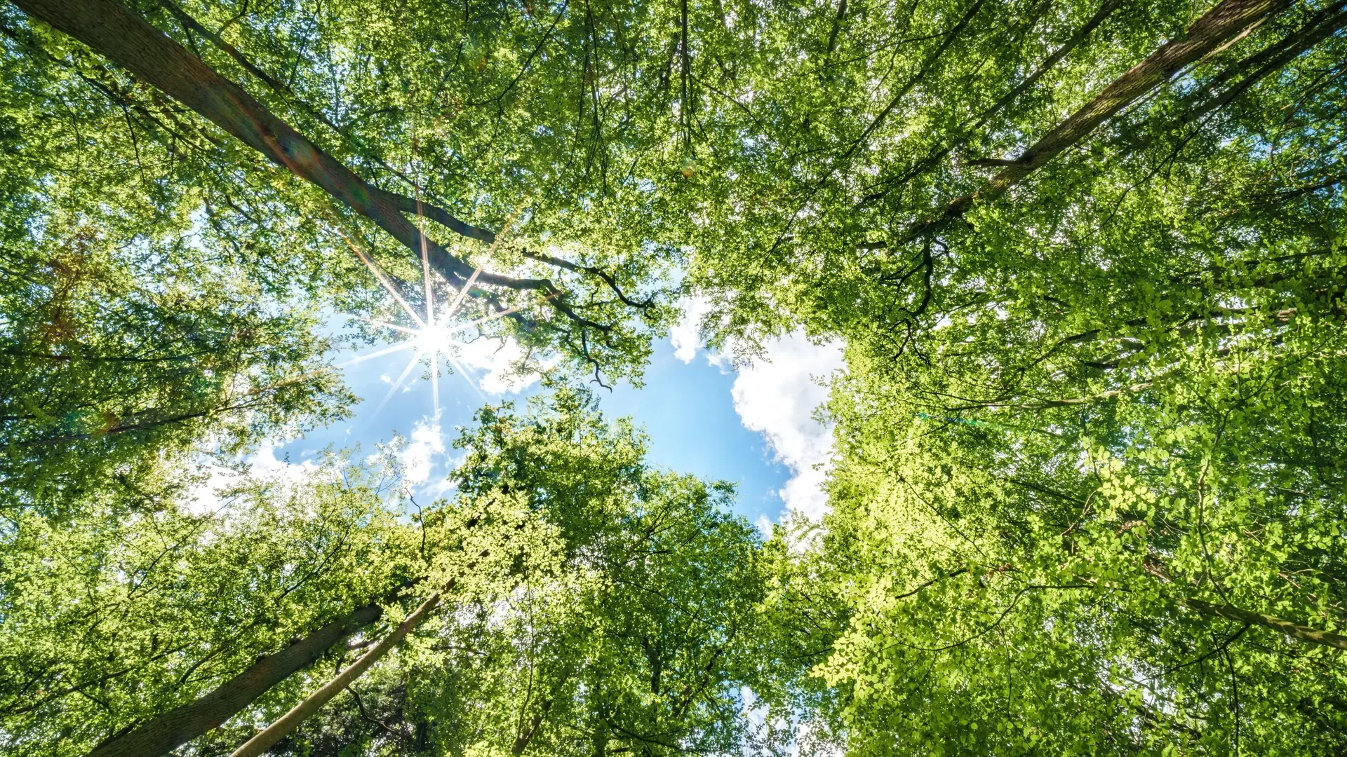 Forest Canopy