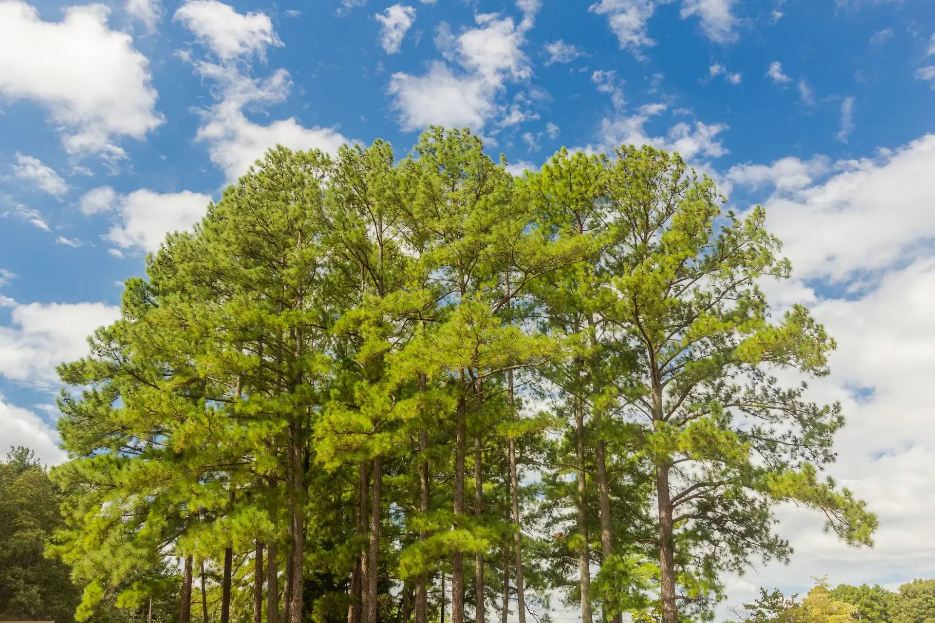 477829624 Loblolly Pine