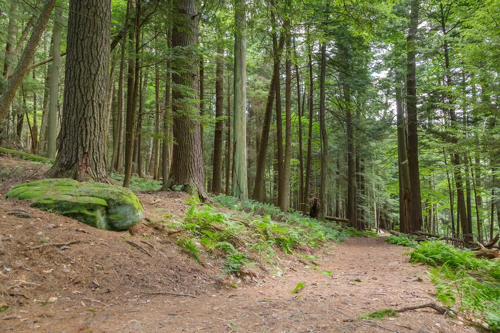 shutterstock 1713044218-PA Forest