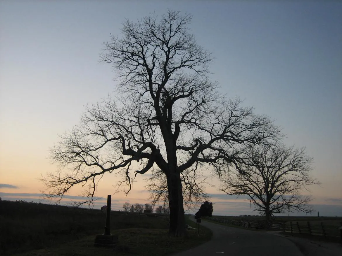 Witness Tree Thumbnail