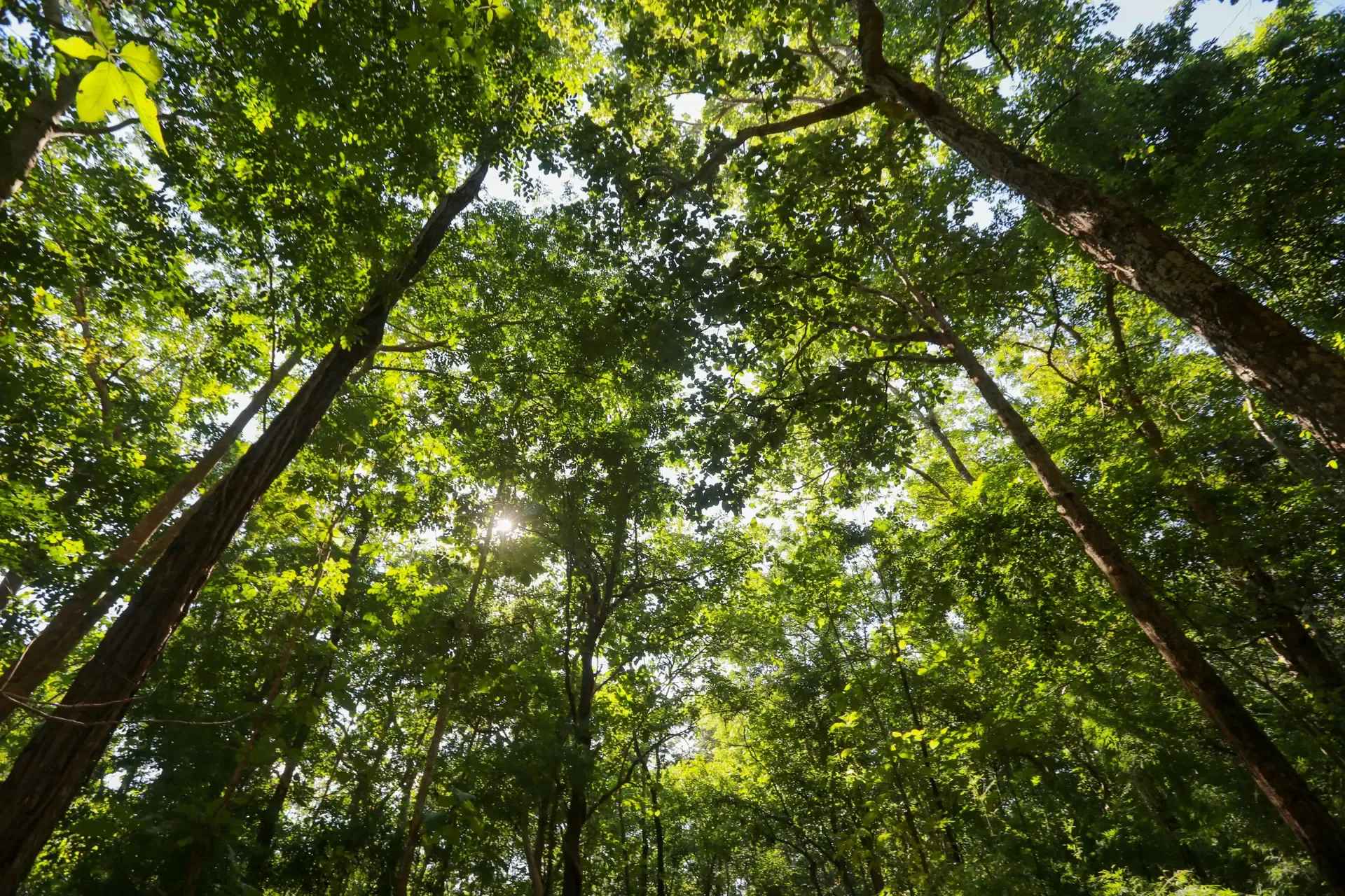Sunny Tree Canopy
