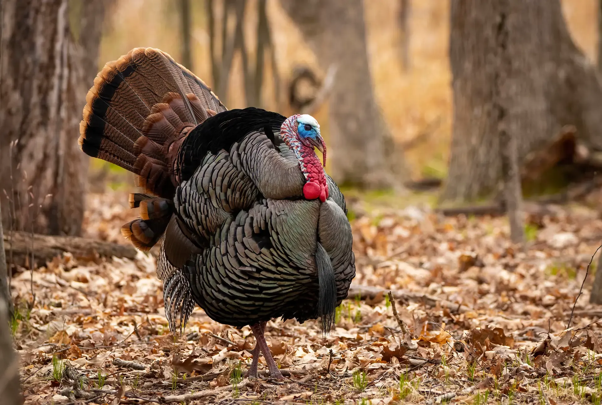 AFF Turkey Header