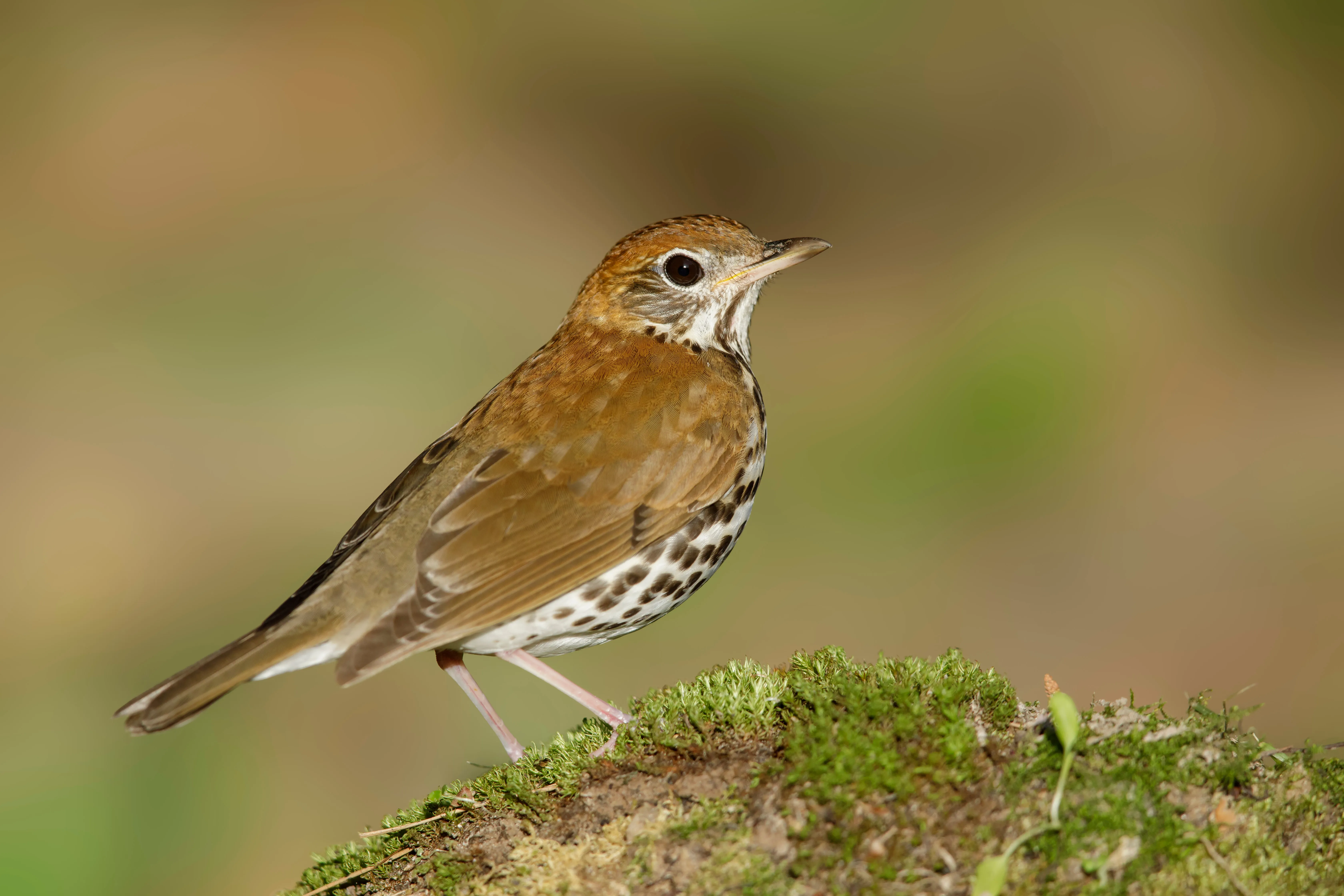 Wood Thrush