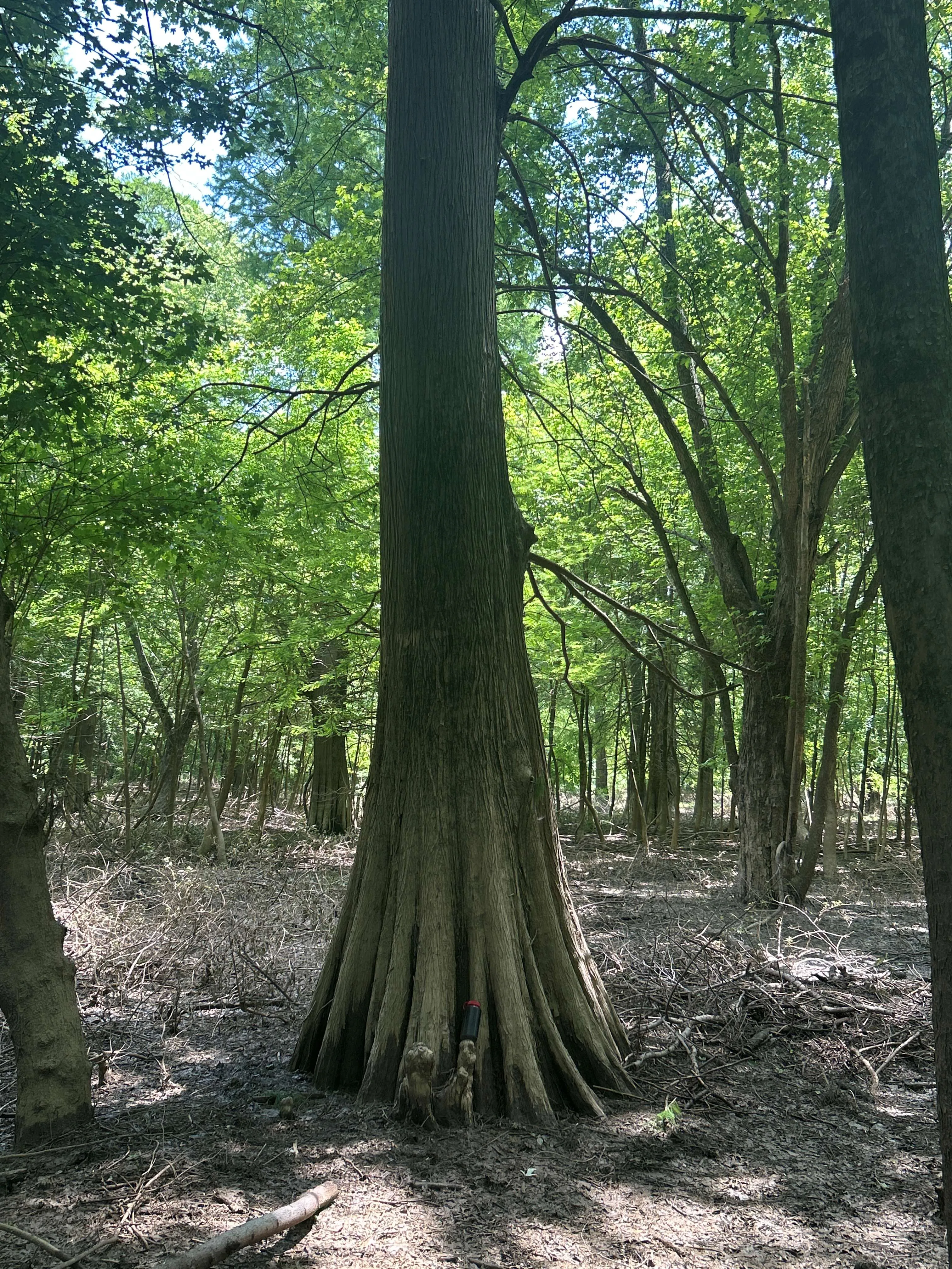 Large Cypress Near Green River