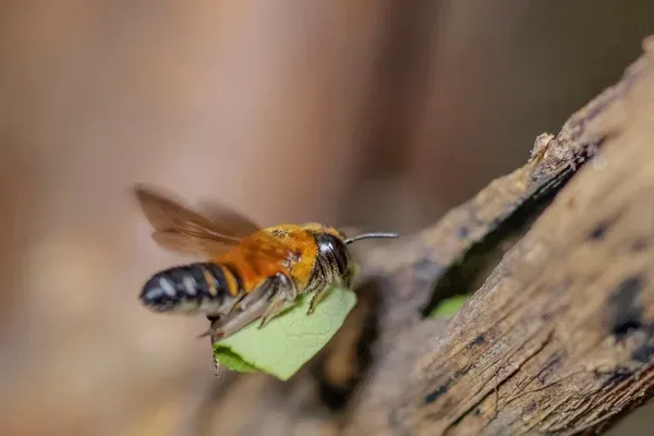 AFF Bee Carries Food Back To The Hive