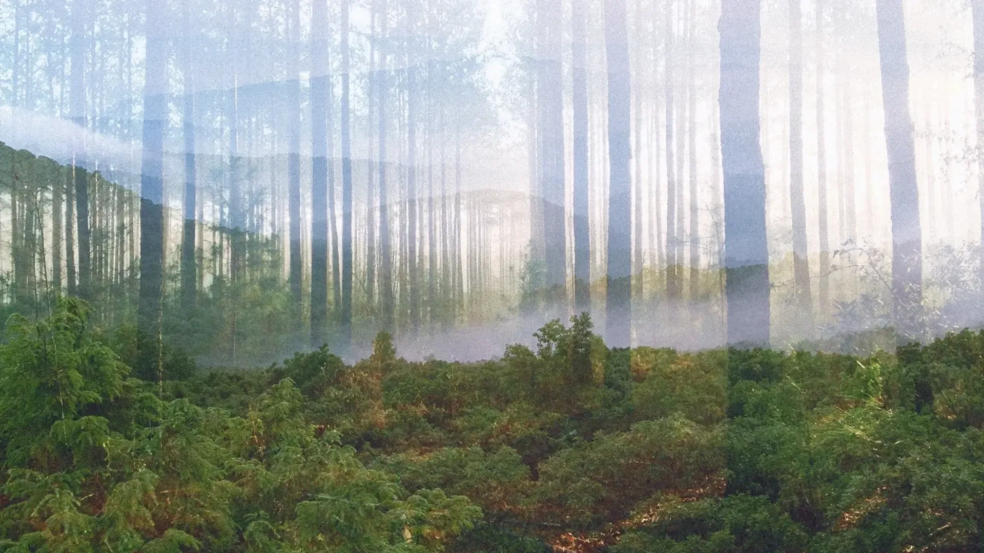 p-1-90892549-family-forests