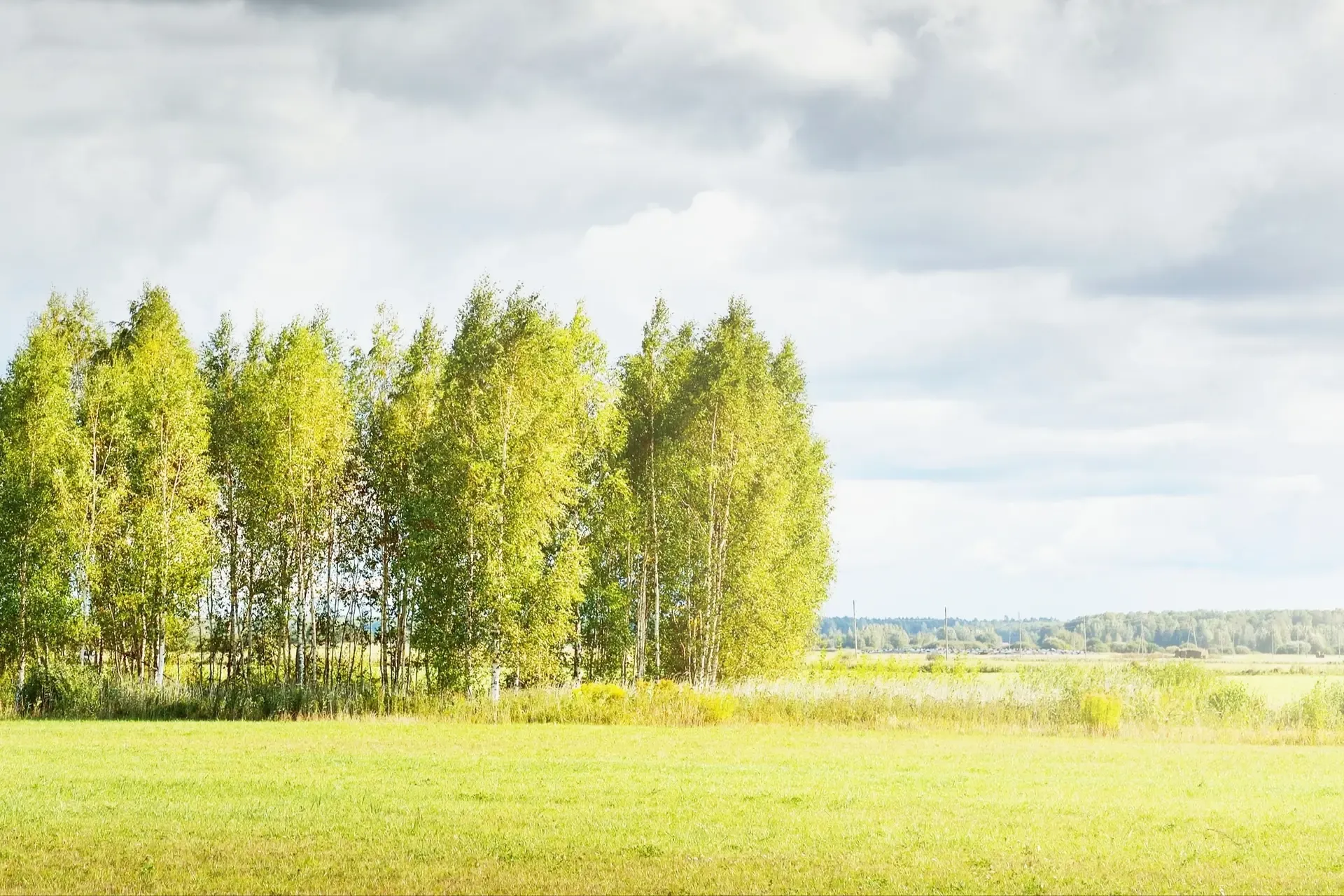 Field to Forest Thumbnail