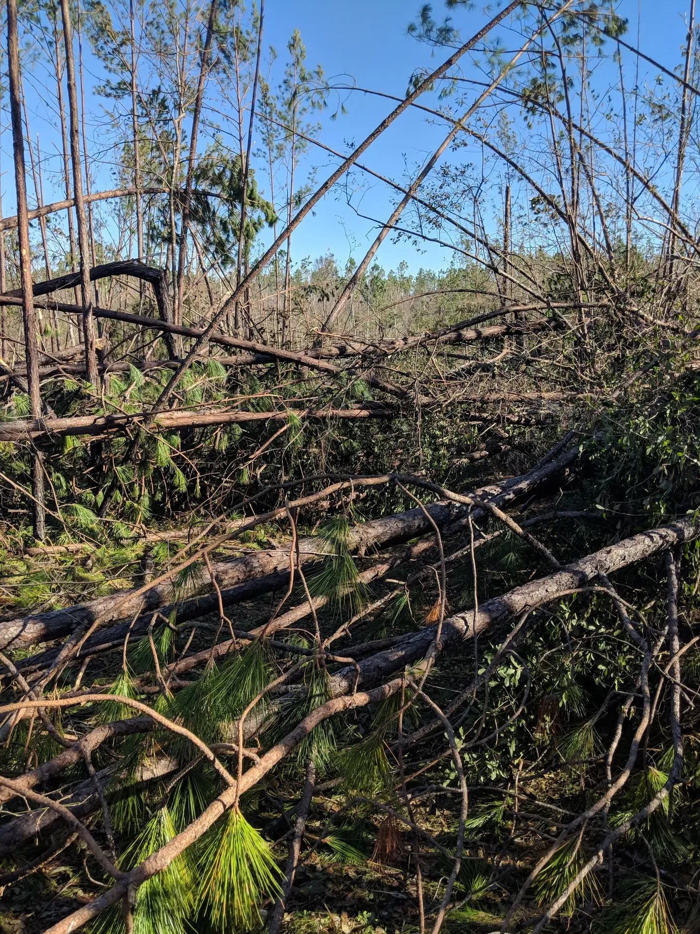 Hurricane damage-southeastern U.S.