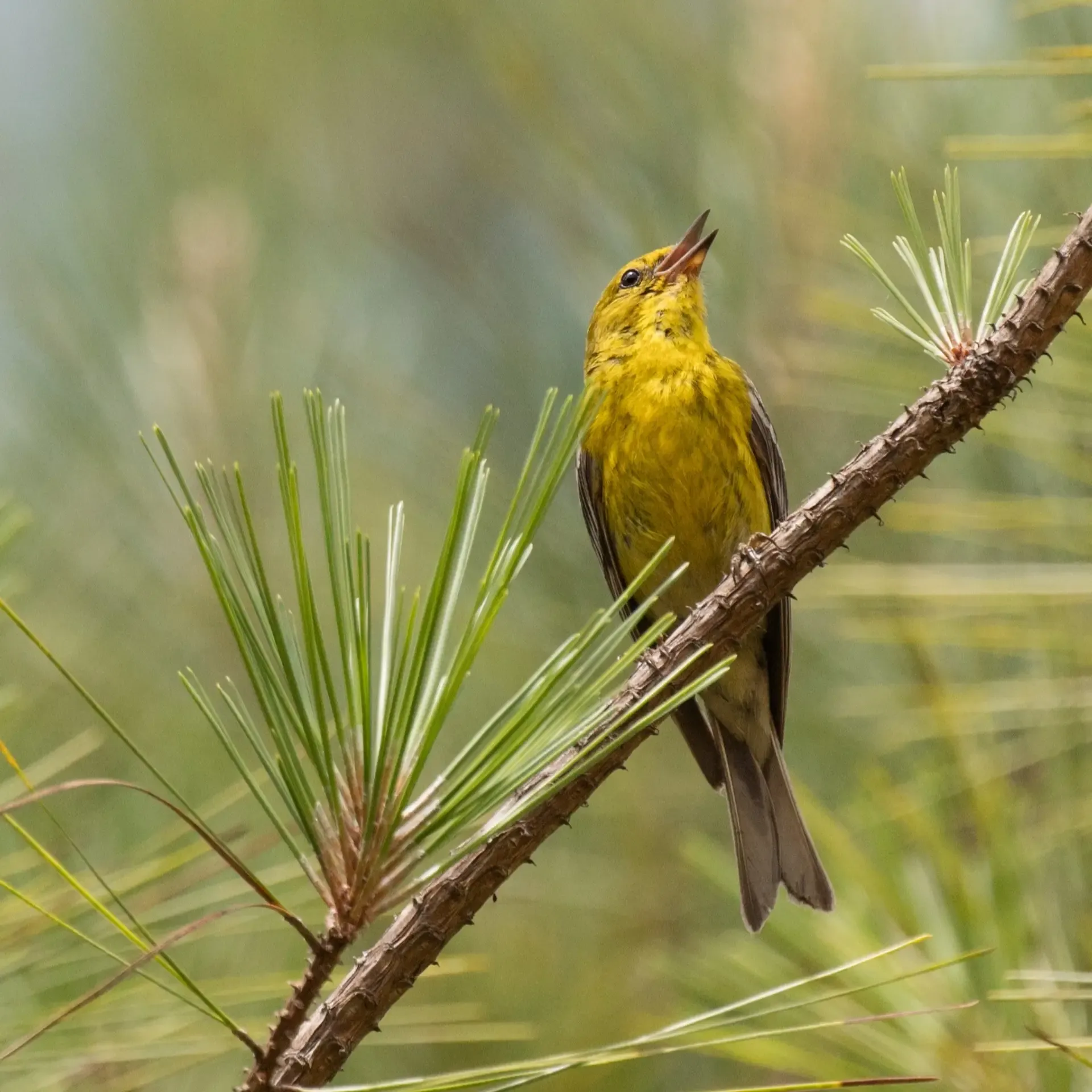624847355 Pine Warbler