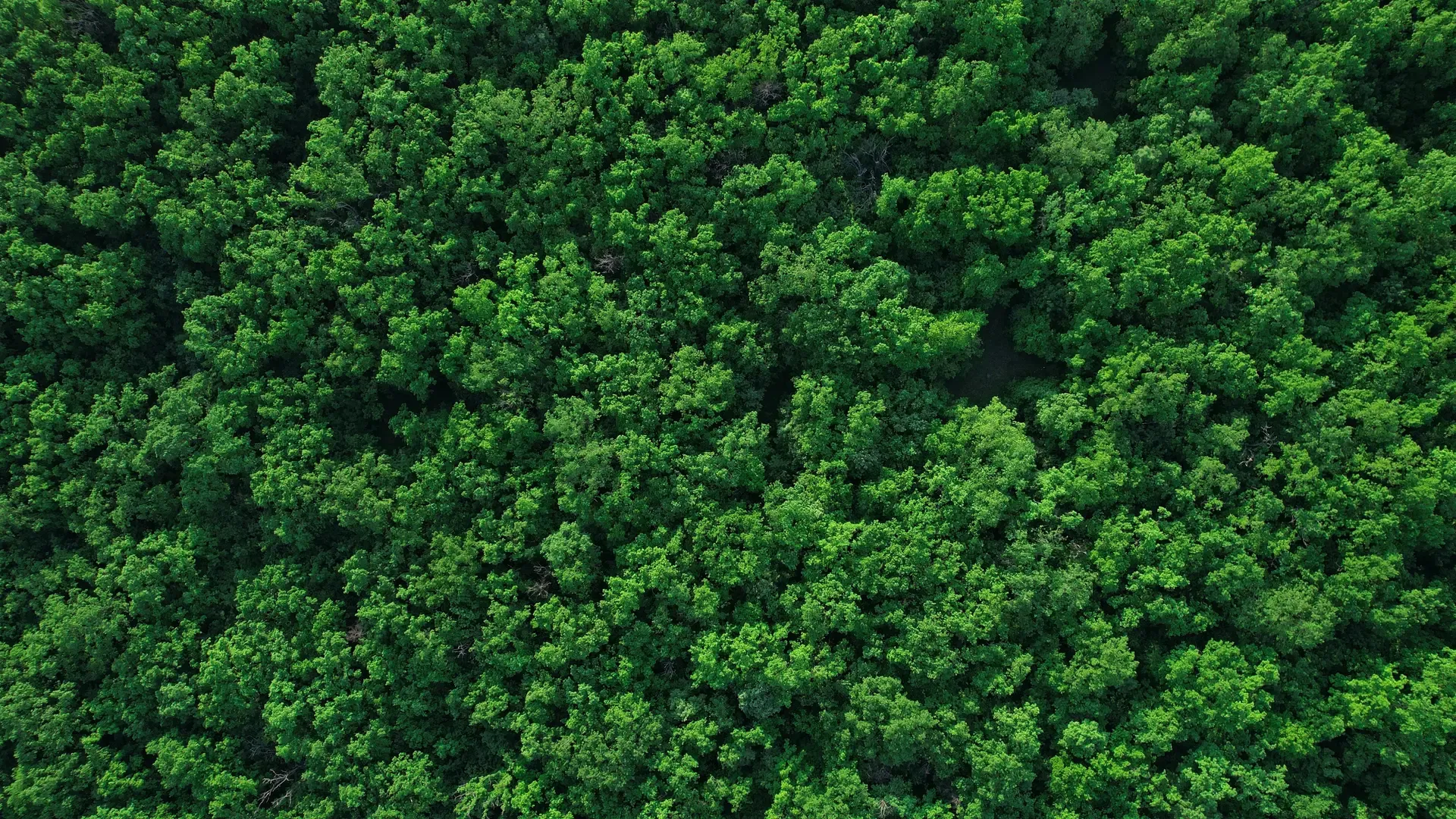 Forest Canopy