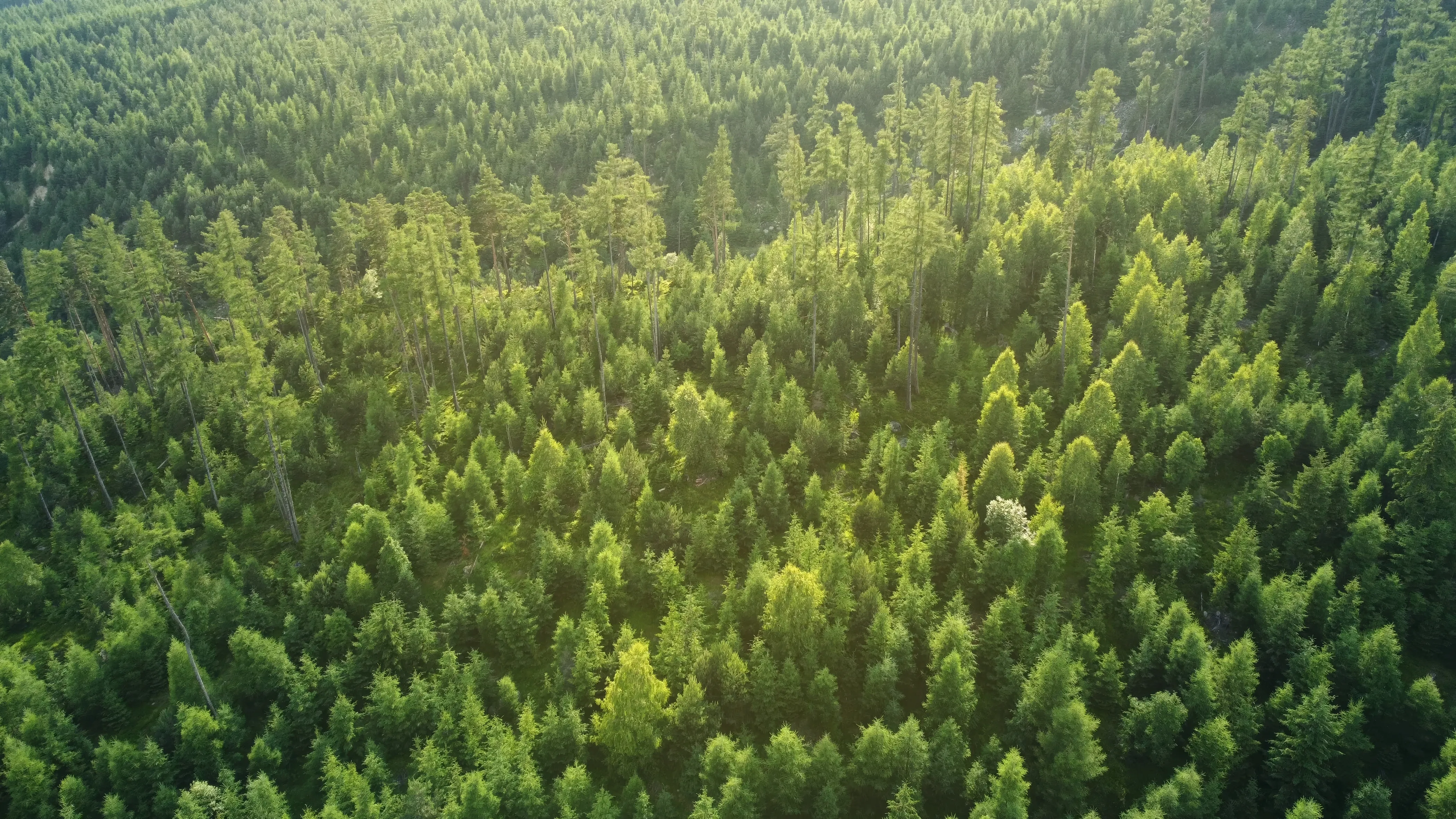 Shutterstock 2558547447