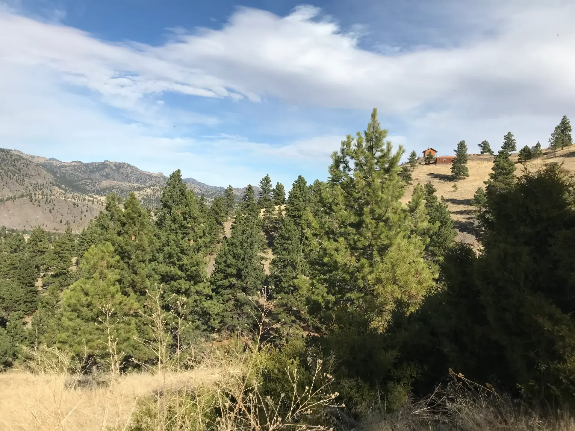 Montana-Forest