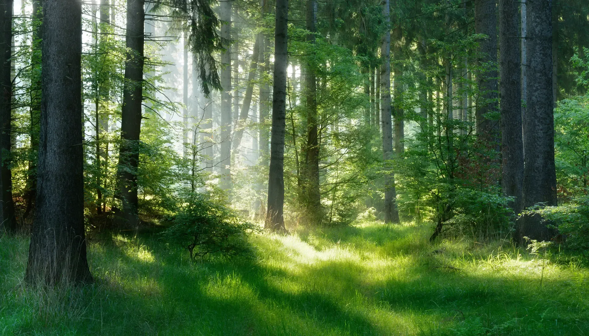 Hardwood Forests