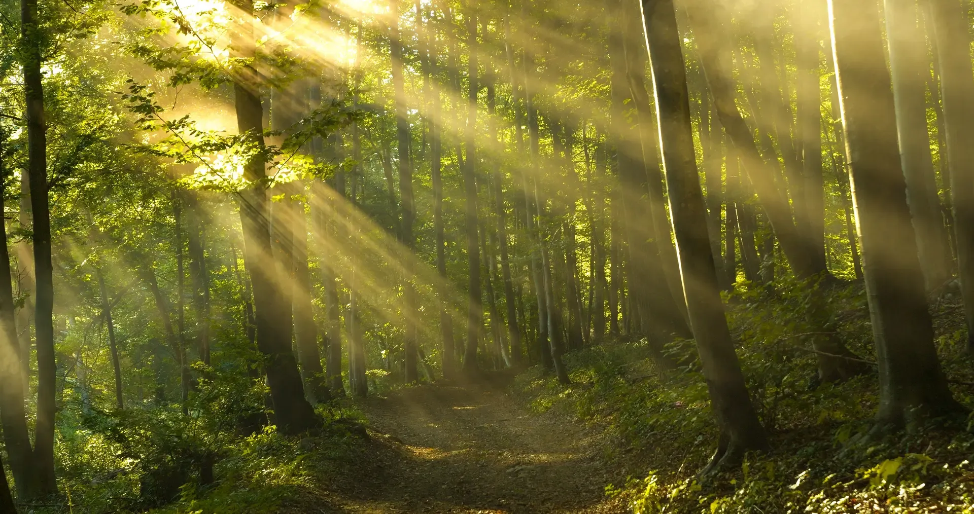 Forest with sunlight