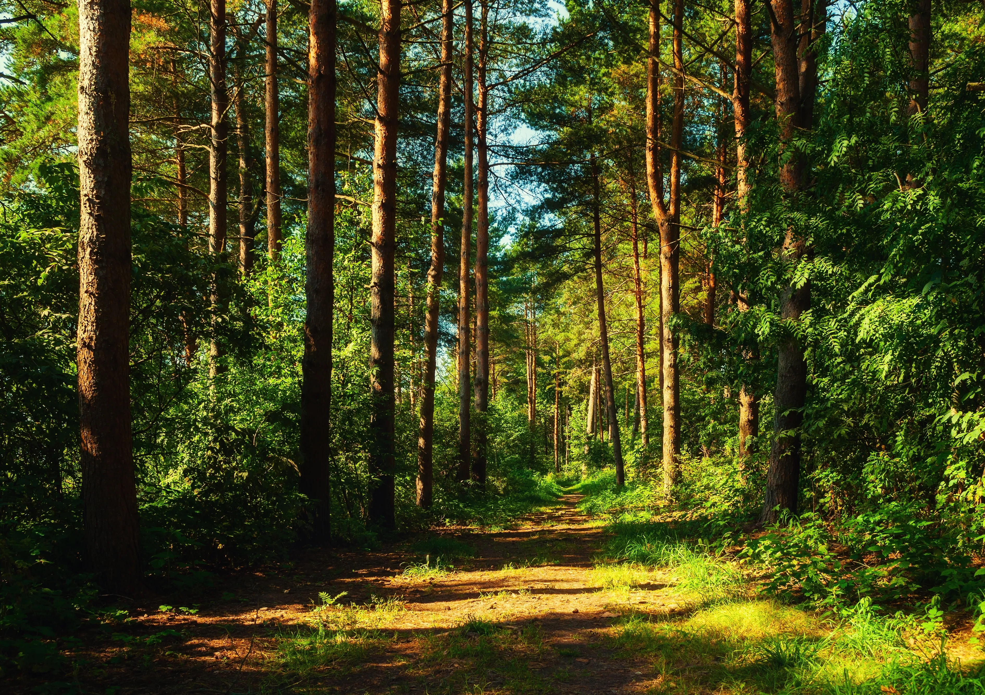 Shutterstock 2462668589