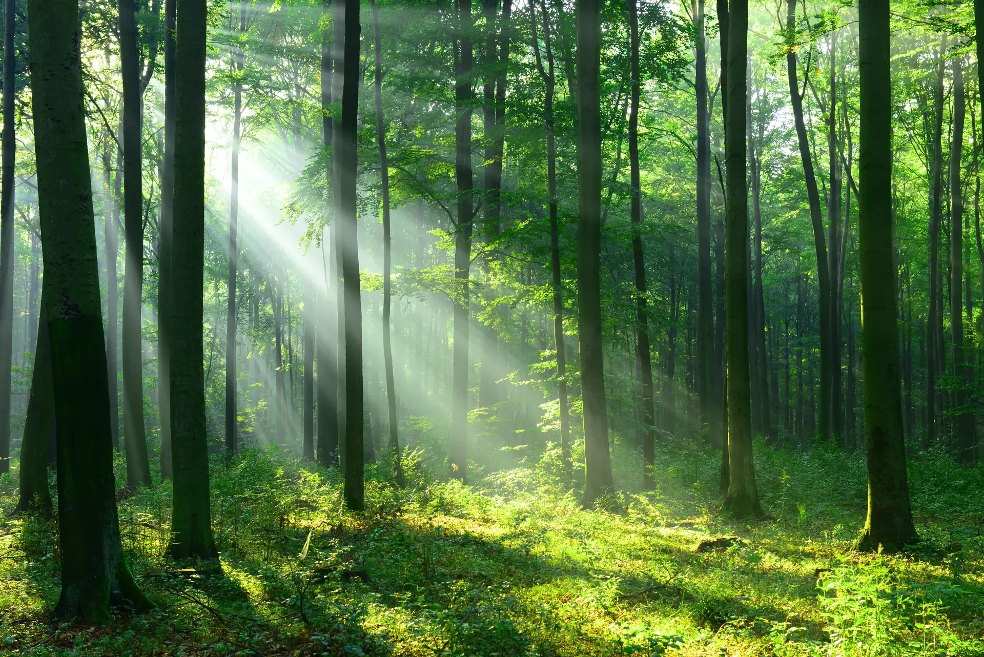 Forest Landscape