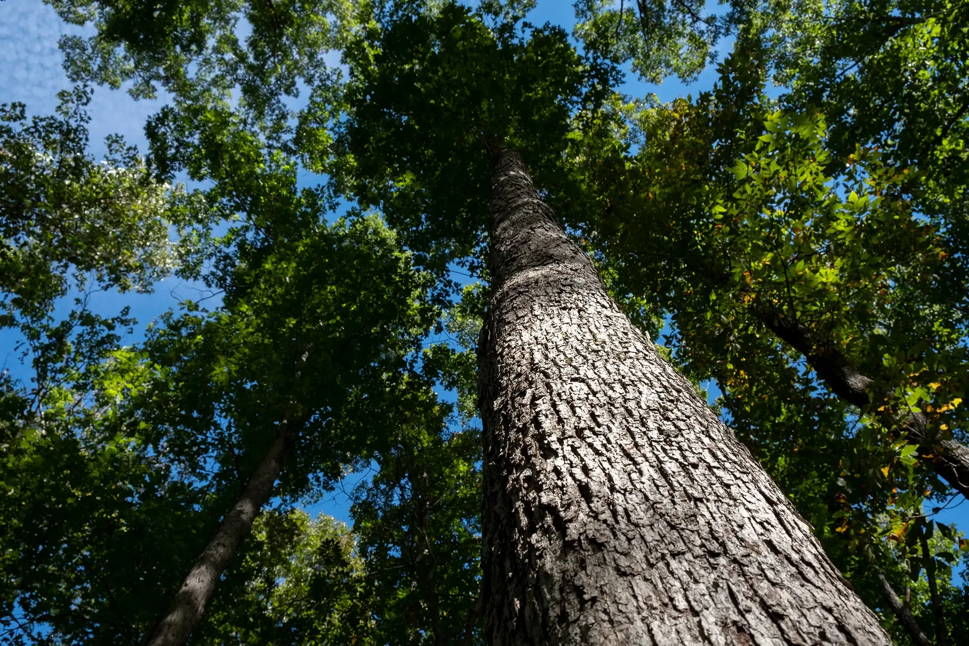 White oak tree canopy-White Oak Initiative