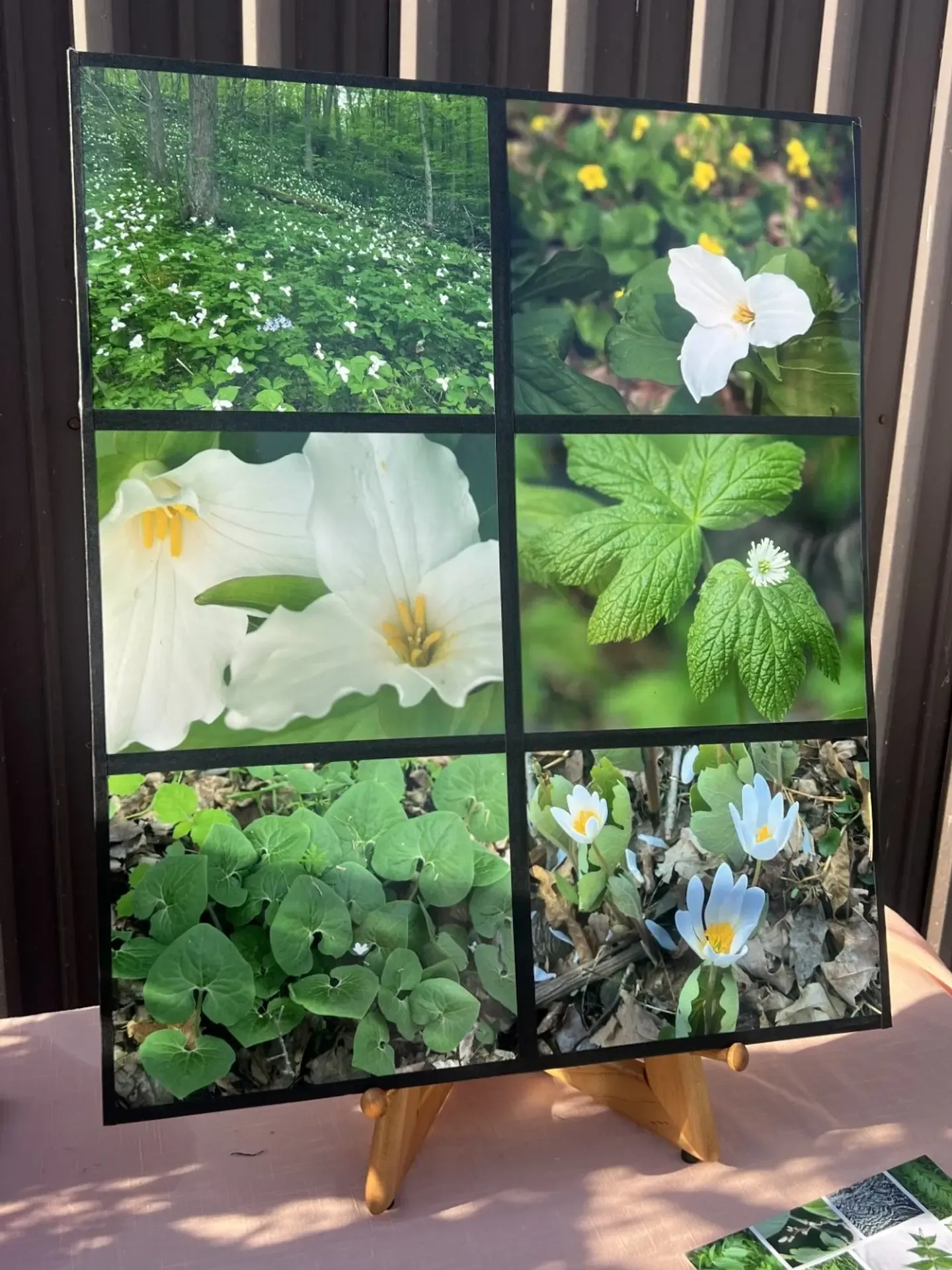 Trillium Photo Presentation