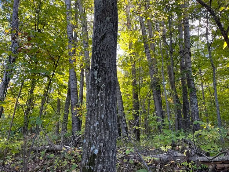 Aspen/birch tree.