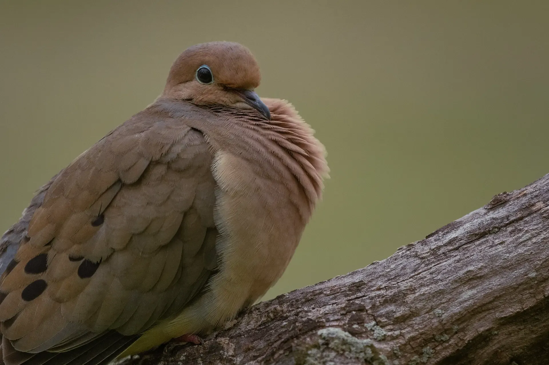 Mourning Dove