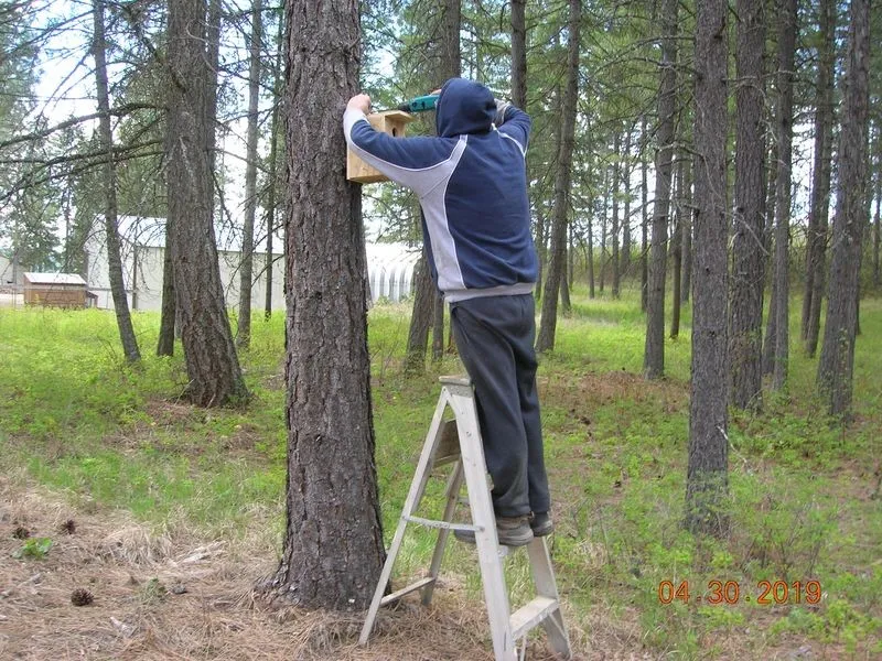 Bird Box Installation