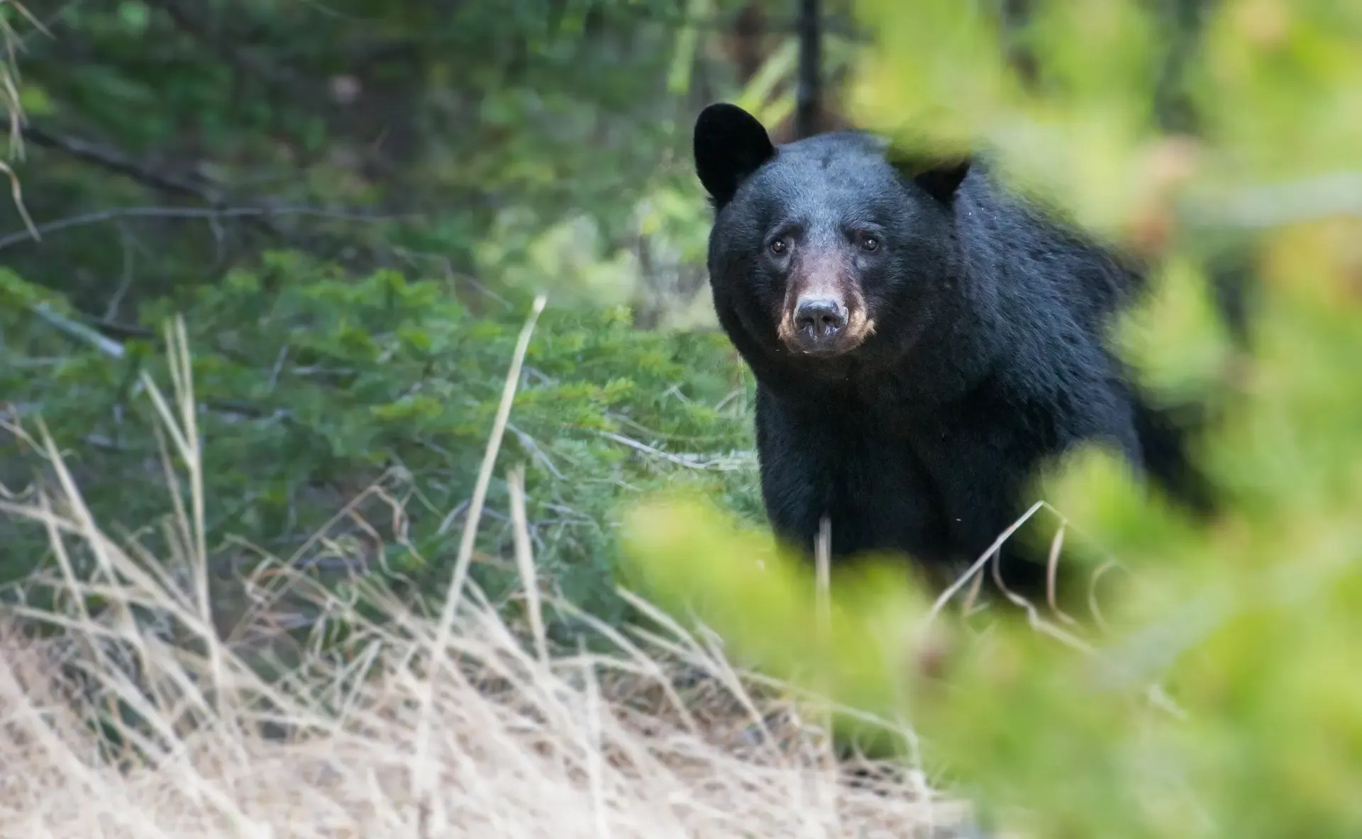 American Forest Foundation Biodiversity Black Bear