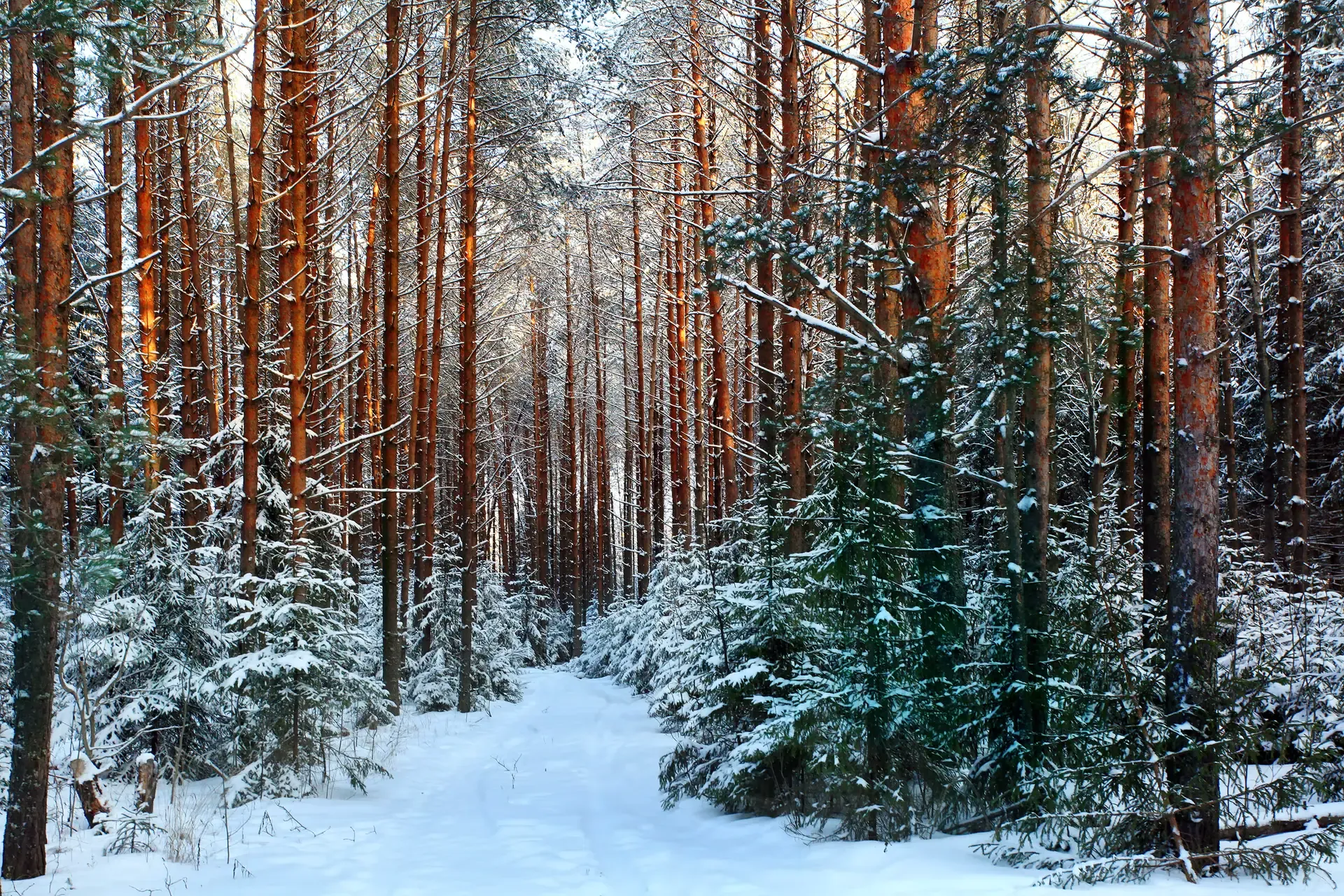 Overview Snowy Forest