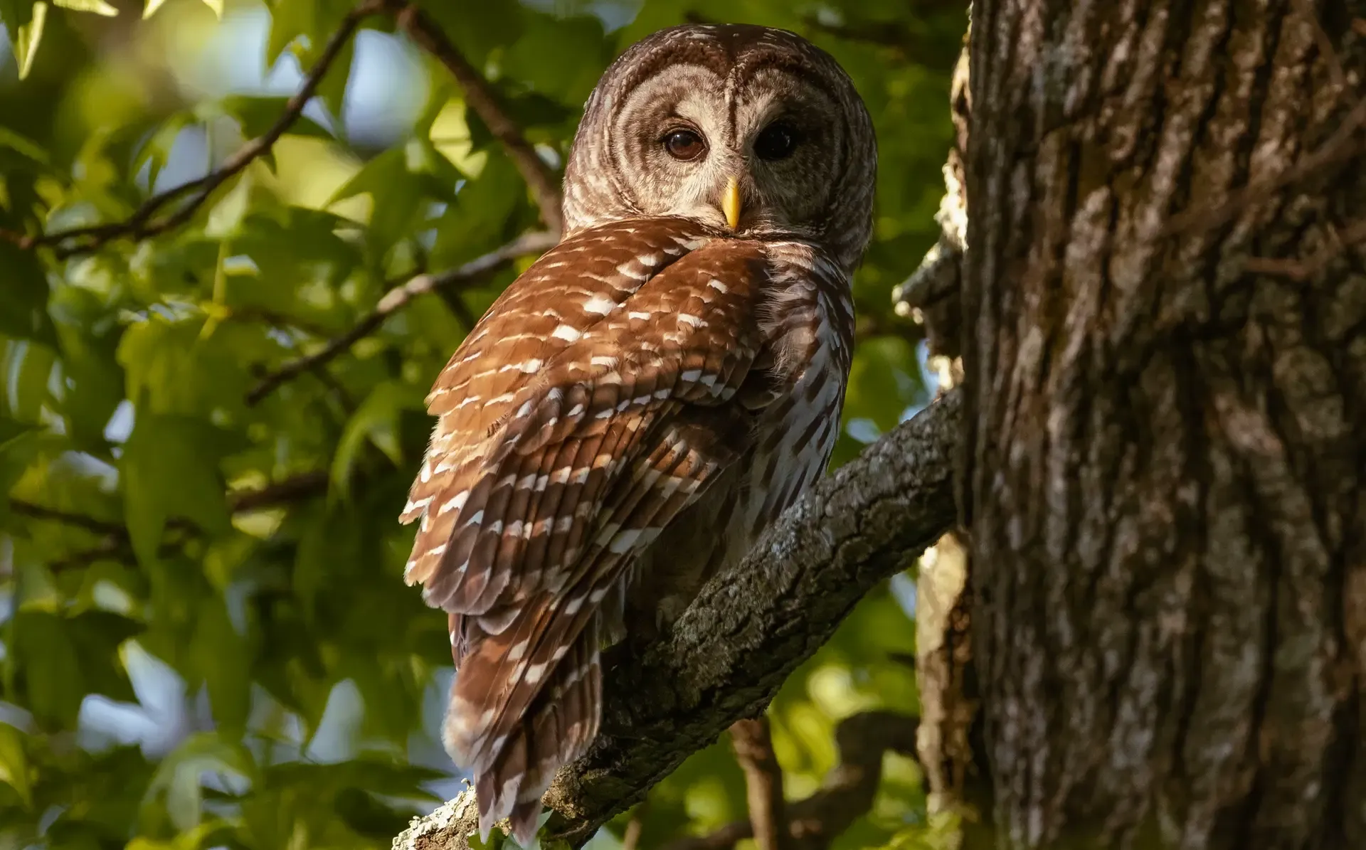 Barred Owl Thumbnail