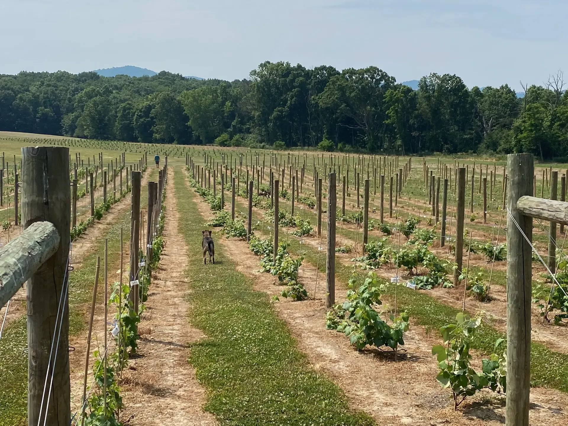 Vineyard