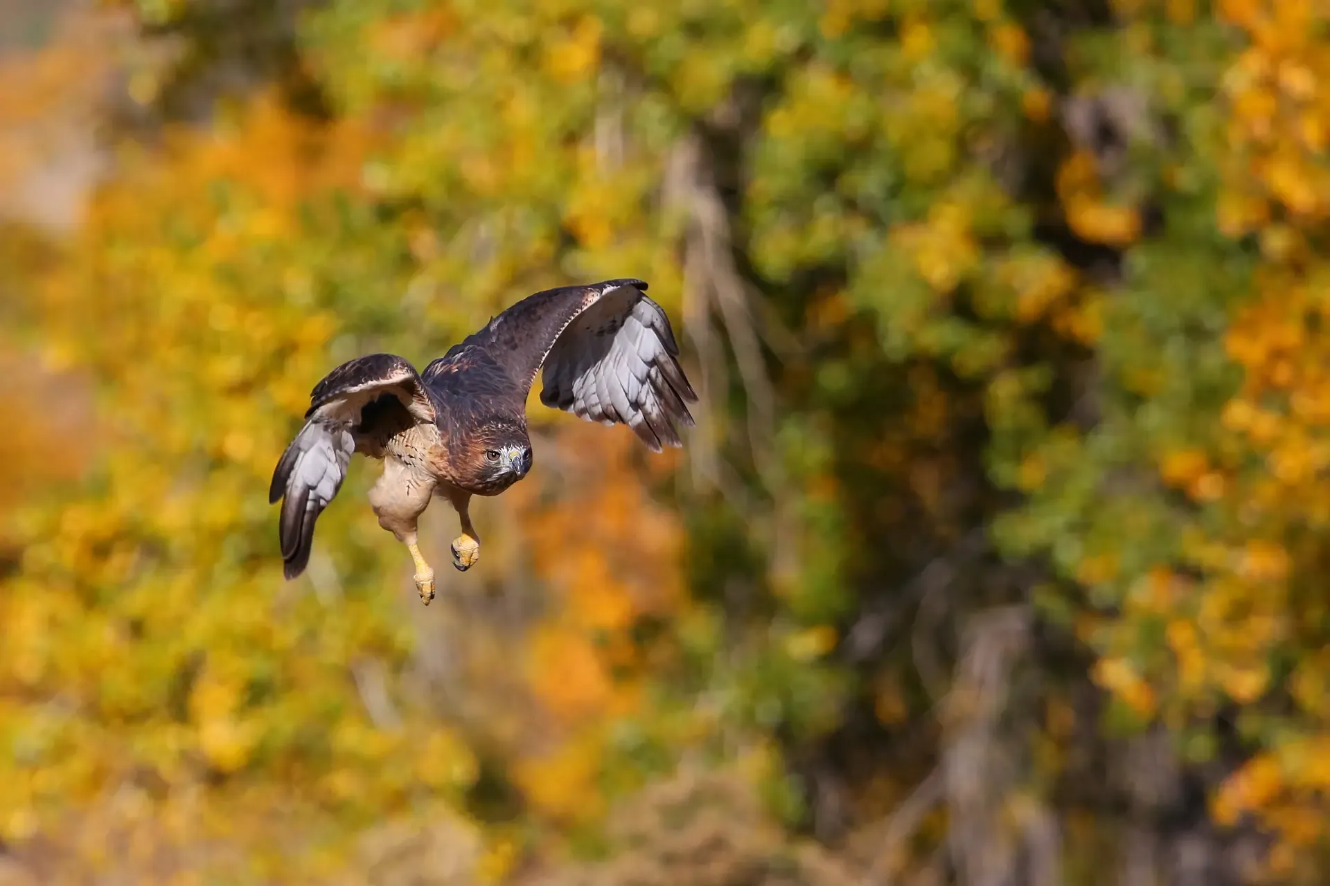 Hawk 