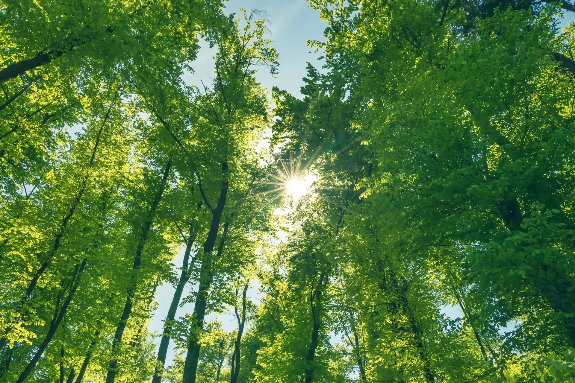 Green and healthy forest an important part of our ecosystem.