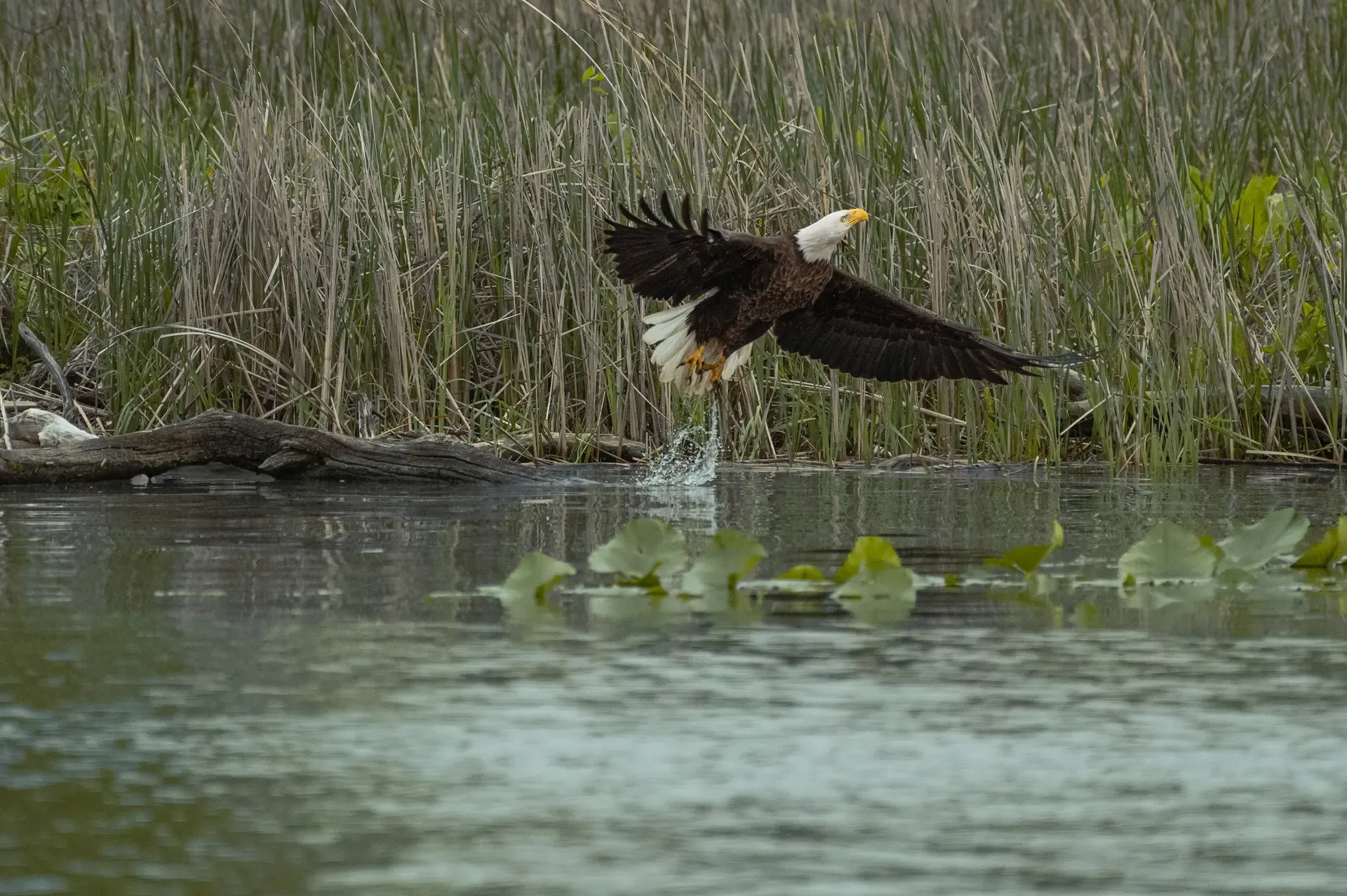 Bald Eagle
