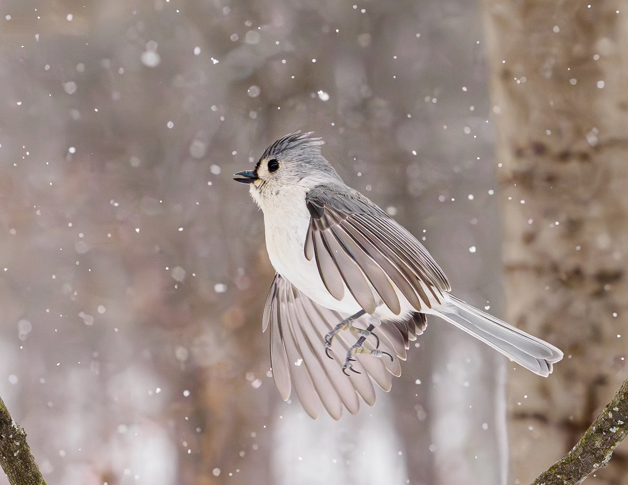 3 20260206titmouseflight 2067104