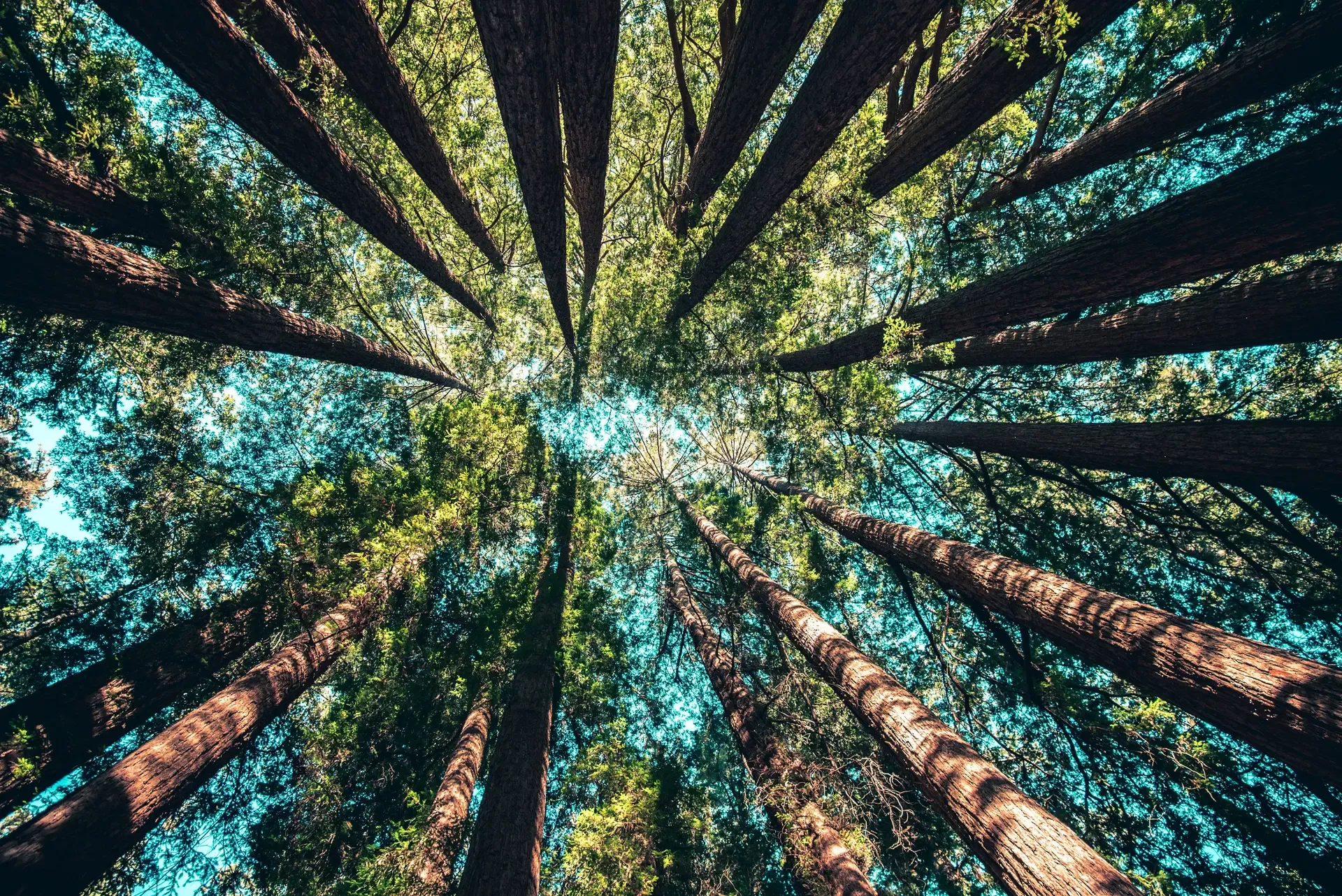 FFCP-Premium-Option-TreesLookingUpward-Image2
